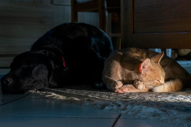El gato yace cerca del perro en la oscuridad Amistad entre gato y perro