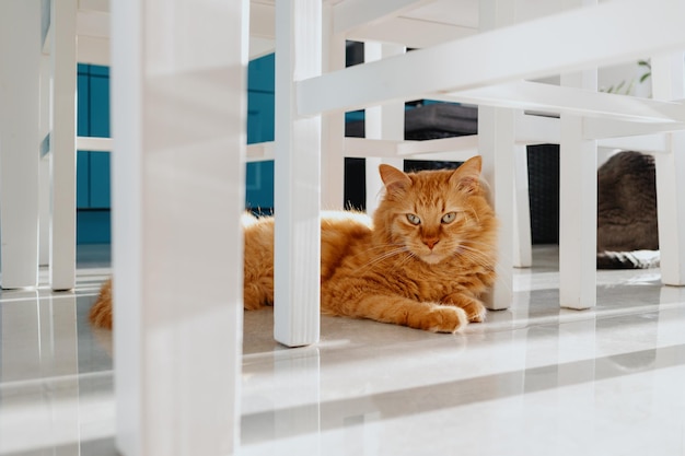 El gato yace debajo de la mesa en el suelo de baldosas de la cocina.