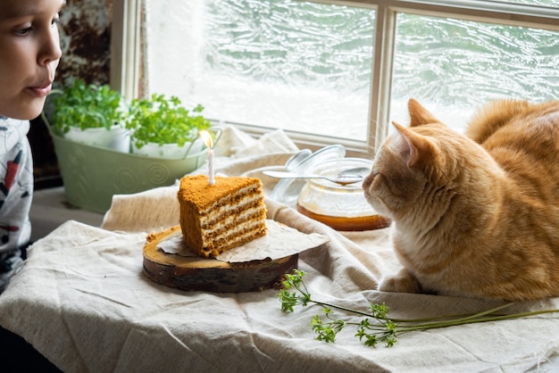 Foto el gato yace junto a un trozo de pastel de miel con una vela encendida