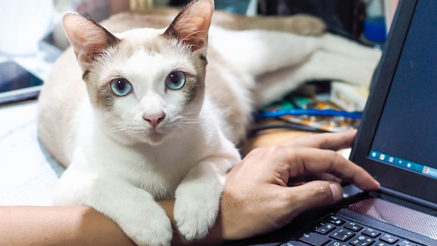 El gato yace en la mano cuando trabaja .cat muestra efecto