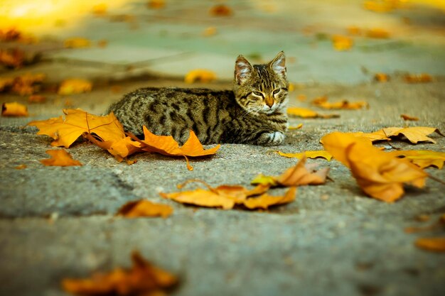 Gato yace en el sendero