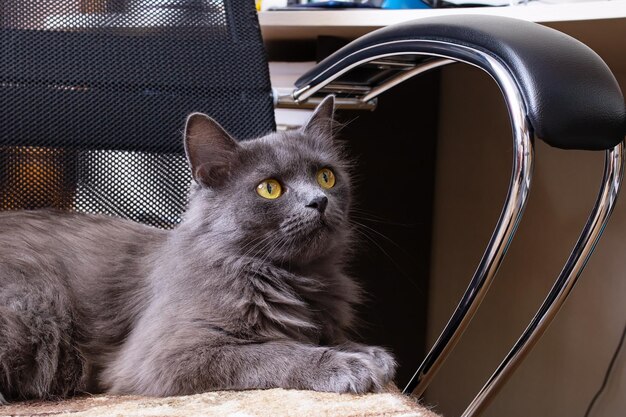 Un gato yace en una silla de computadora.