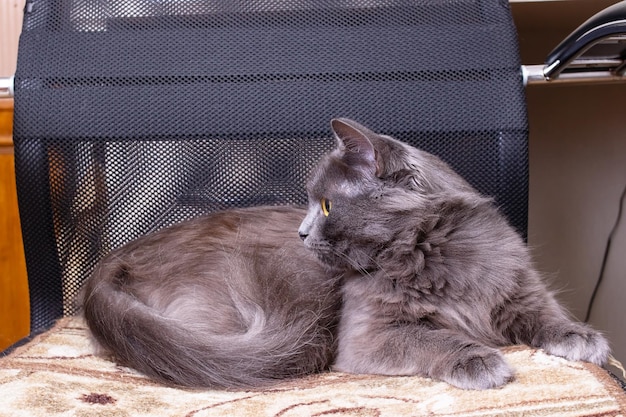 Un gato yace en una silla de computadora.