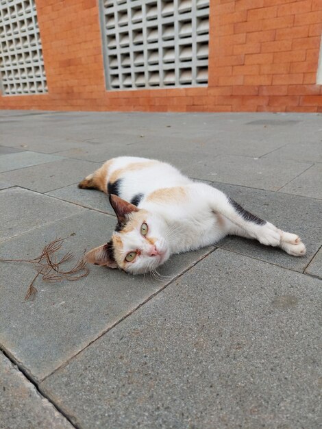 El gato yacía en el parque, selecciona el ojo de enfoque.