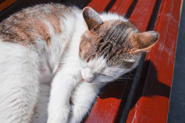 Gato de la yarda que duerme en un banco en la calle