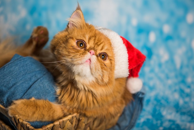 Gato zangado com chapéu de papai noel vermelho no natal