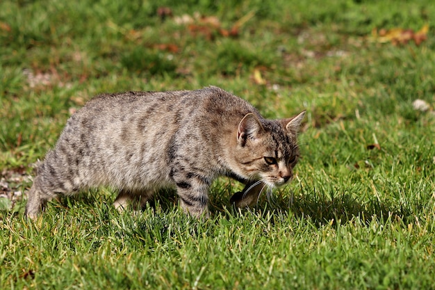 Gato