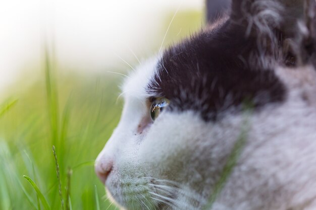 Foto gato