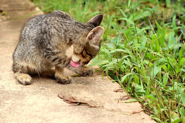 Gato