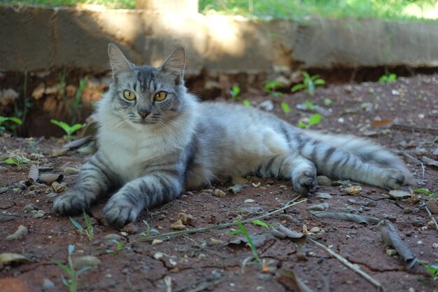 Foto gato