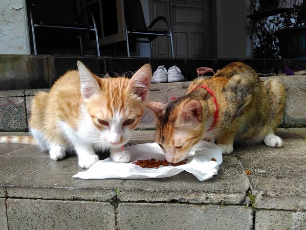 Gatos a comer comida nos degraus.
