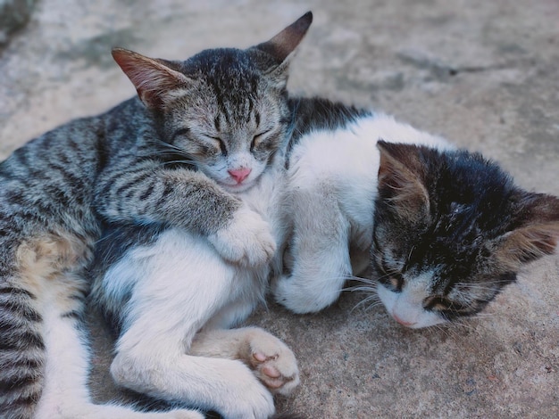 Gatos a descansar