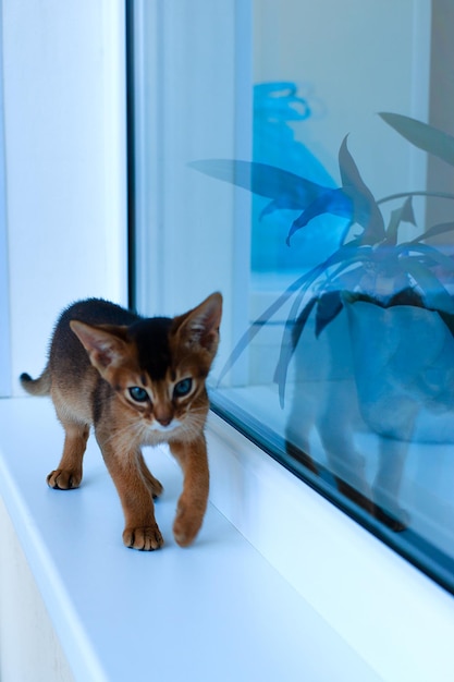 Los gatos abisinios juegan en la ventana de la casa.