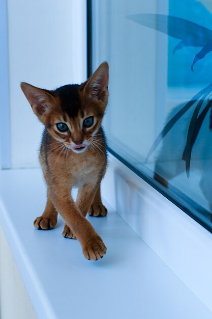 Gatos abissínios brincam na janela da casa