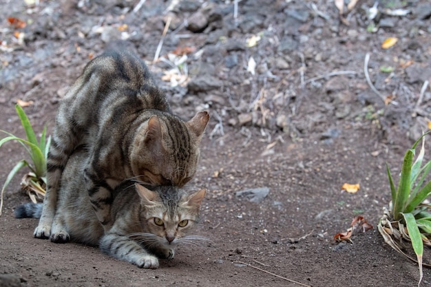 Gatos apareándose de cerca