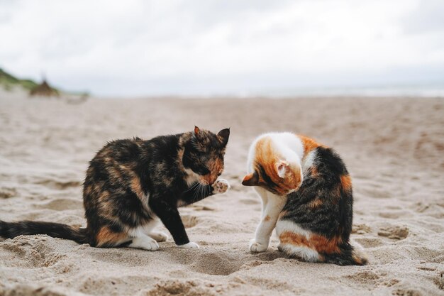 Gatos en la arena junto al mar en una tormenta