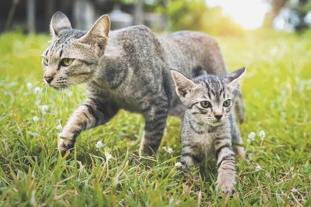 Gatos bonitos andando jogando na grama verde