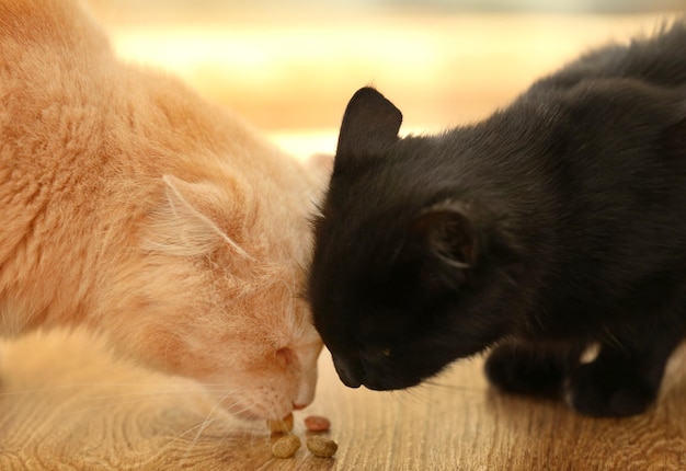 Gatos bonitos comendo comida seca vista de perto