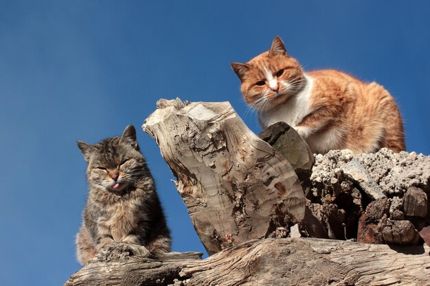 Gatos bonitos em pé na árvore