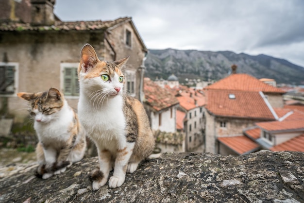 Gatos bonitos sentados em uma escada de pedra