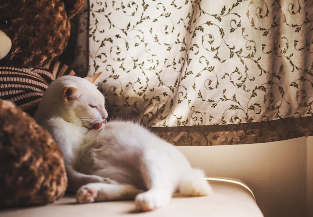 Gatos brancos no sofá perto da janela com a luz da manhã, gato olhando pela janela