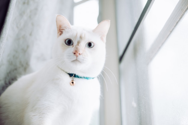 Gatos brancos sentado no peitoril da janela e olhando para uma janela com a luz da manhã, gato olhando pela janela em um dia ensolarado