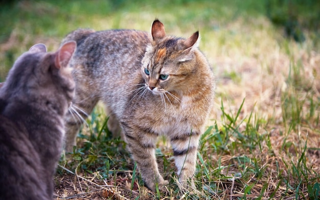 Gatos brincando na grama do jardim