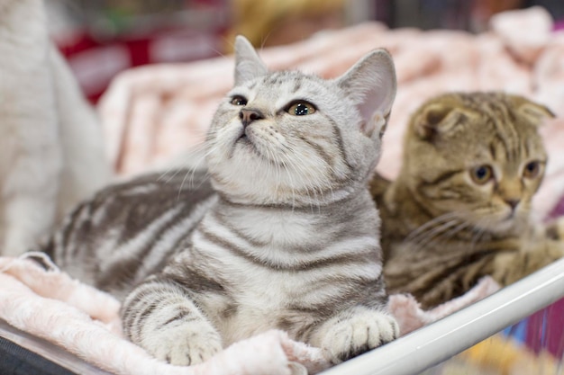 Gatos britânicos no show Pequenos animais gatinhos