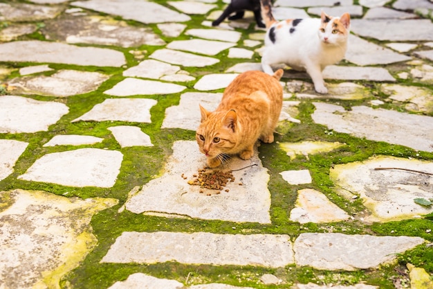 Gatos callejeros comiendo comida - Concepto de animales sin hogar.