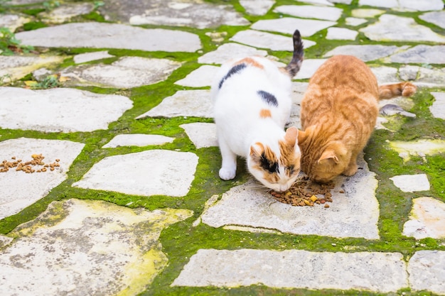 Gatos callejeros comiendo comida - Concepto de animales sin hogar.