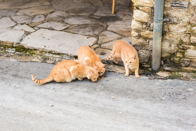 Gatos callejeros comiendo comida - Concepto de animales sin hogar.