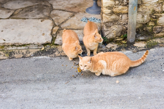 Gatos callejeros comiendo comida - Concepto de animales sin hogar.