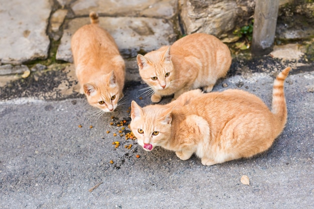 Gatos callejeros comiendo comida - Concepto de animales sin hogar.