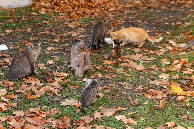 Gatos callejeros comiendo comida en el parque de la ciudad de otoño