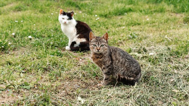 Gatos de campo salvaje en hierba recién cortada.