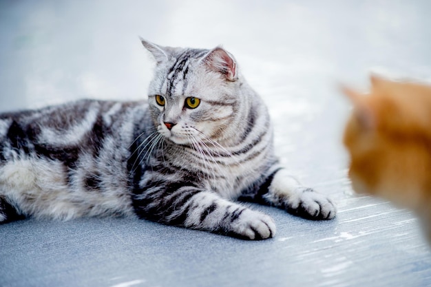 Gatos cinza e laranja descansando à beira da piscina na minha casa Conceito real de amante de gatos