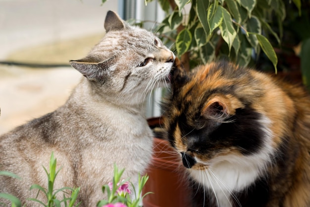 Gatos cinzentos e tricolores no peitoril da janela