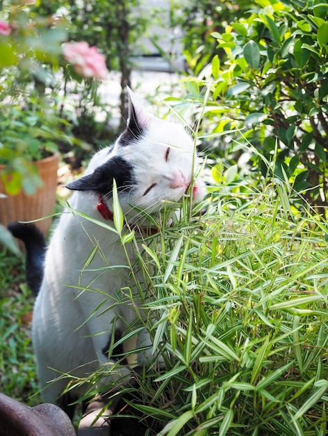 Los gatos comen hojas de bambú para la medicina