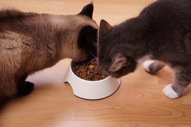 Gatos comendo de uma tigela em casa