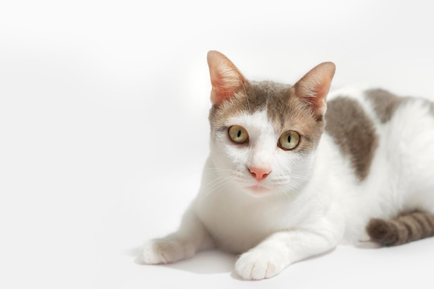 Gatos de cabelo curto branco olhando para a câmera fundo branco do estúdio