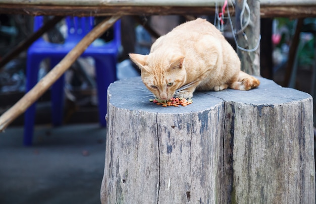 Gatos de padrão listrado laranja com fome bonito comer ração para animais no mercado de comida de rua