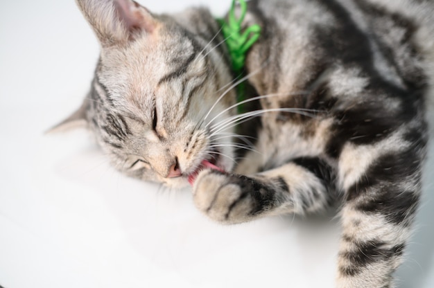 Gatos de pêlo curto americanos. Os gatos se limpam lambendo as patas com a língua.