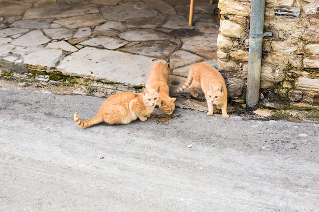 Gatos de rua comendo comida - conceito de animais sem-teto.