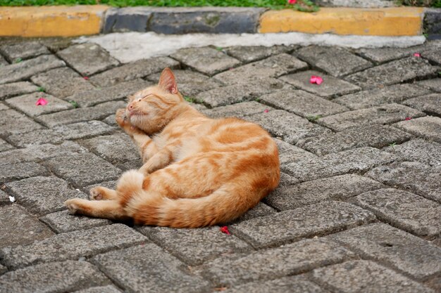 gatos de rua fofos ou gatos de rua