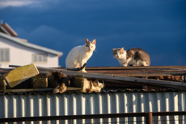 gatos deitados no telhado de um celeiro em um dia ensolarado de inverno 2