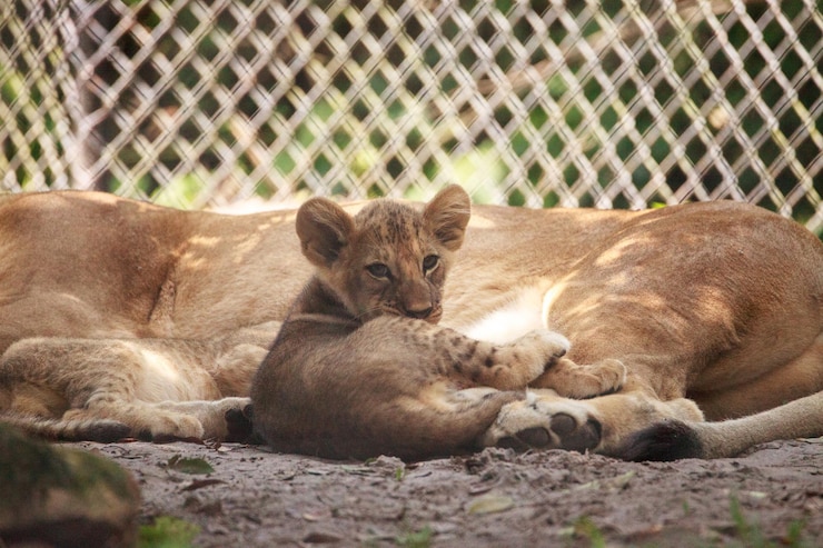 Foto gatos descansando em um zoológico