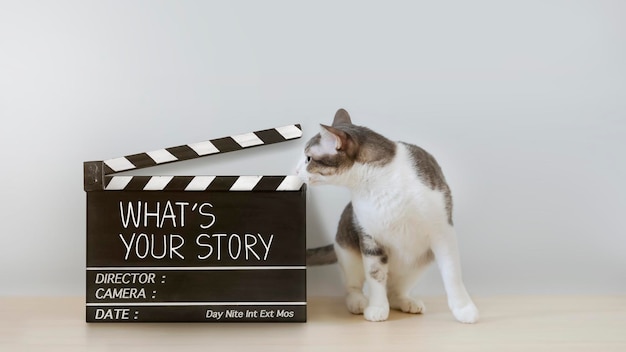 los gatos divertidos buscan una pizarra de cine Película de la industria cinematográfica y concepto de narración de historias