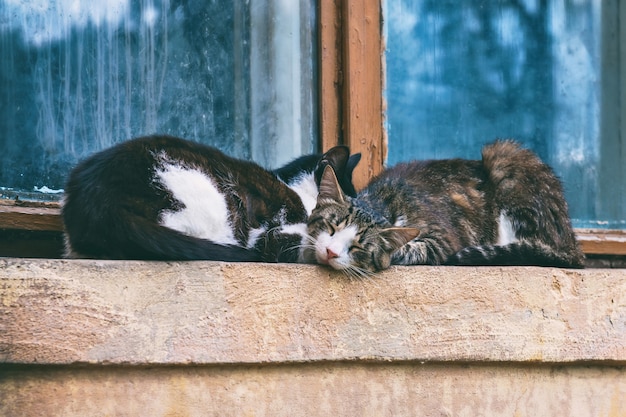 Gatos dormindo em uma janela