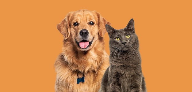 Gatos e cães felizes suspirando juntos em uma fila contra laranja