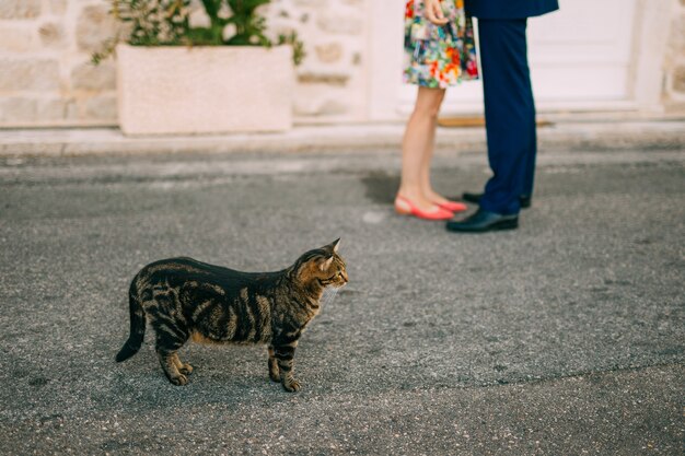 Gatos em montenegro